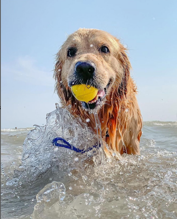Waboba Woof Pack