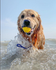 Waboba Woof Pack