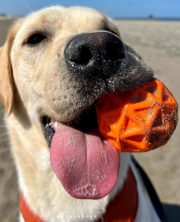 Waboba Woof Pack