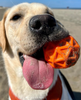 Waboba Woof Pack