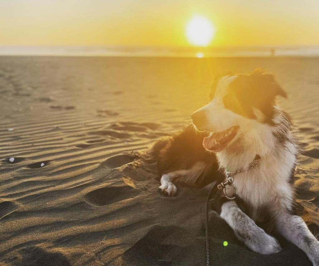 Are you planning a delightful beach day with your furry companion?