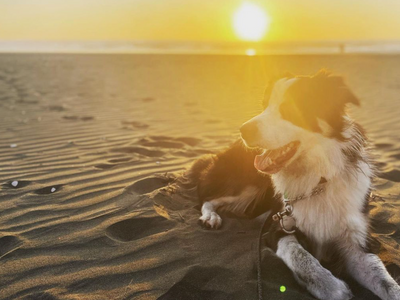 Are you planning a delightful beach day with your furry companion?