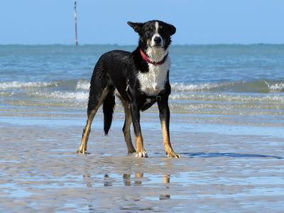 Safety tips for taking your dog to the beach