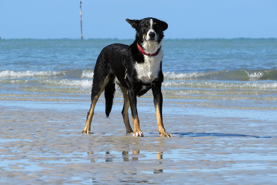 Safety tips for taking your dog to the beach