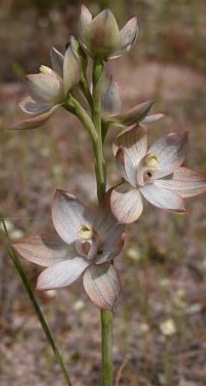 Pipi's of Rye - Premium Beach Umbrella- Coastal Floral Blue